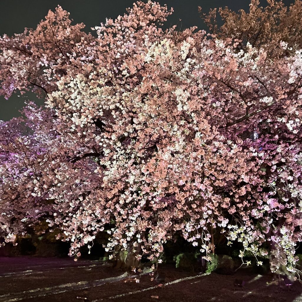 NAKED桜の新宿御苑2023　 アートお花見エリア（風景式庭園）