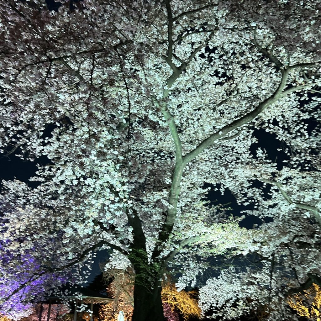 NAKED桜の新宿御苑2023　 アートお花見エリア（風景式庭園）
