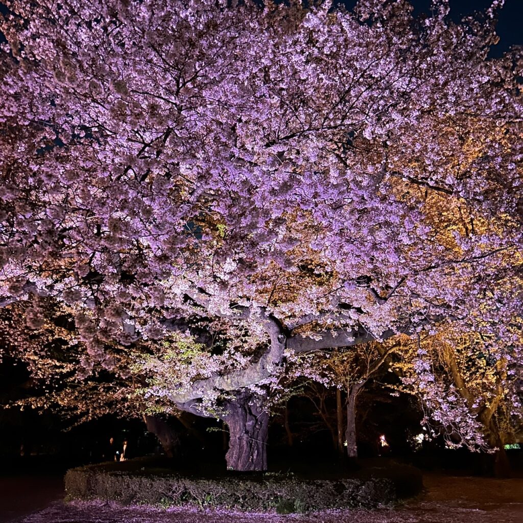 NAKED桜の新宿御苑2023　夜桜ウォークエリア（新宿門前〜三角花壇）