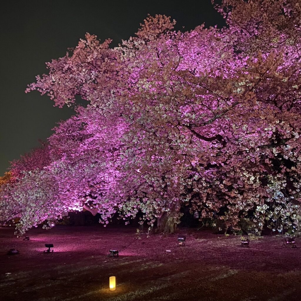 NAKED桜の新宿御苑2023