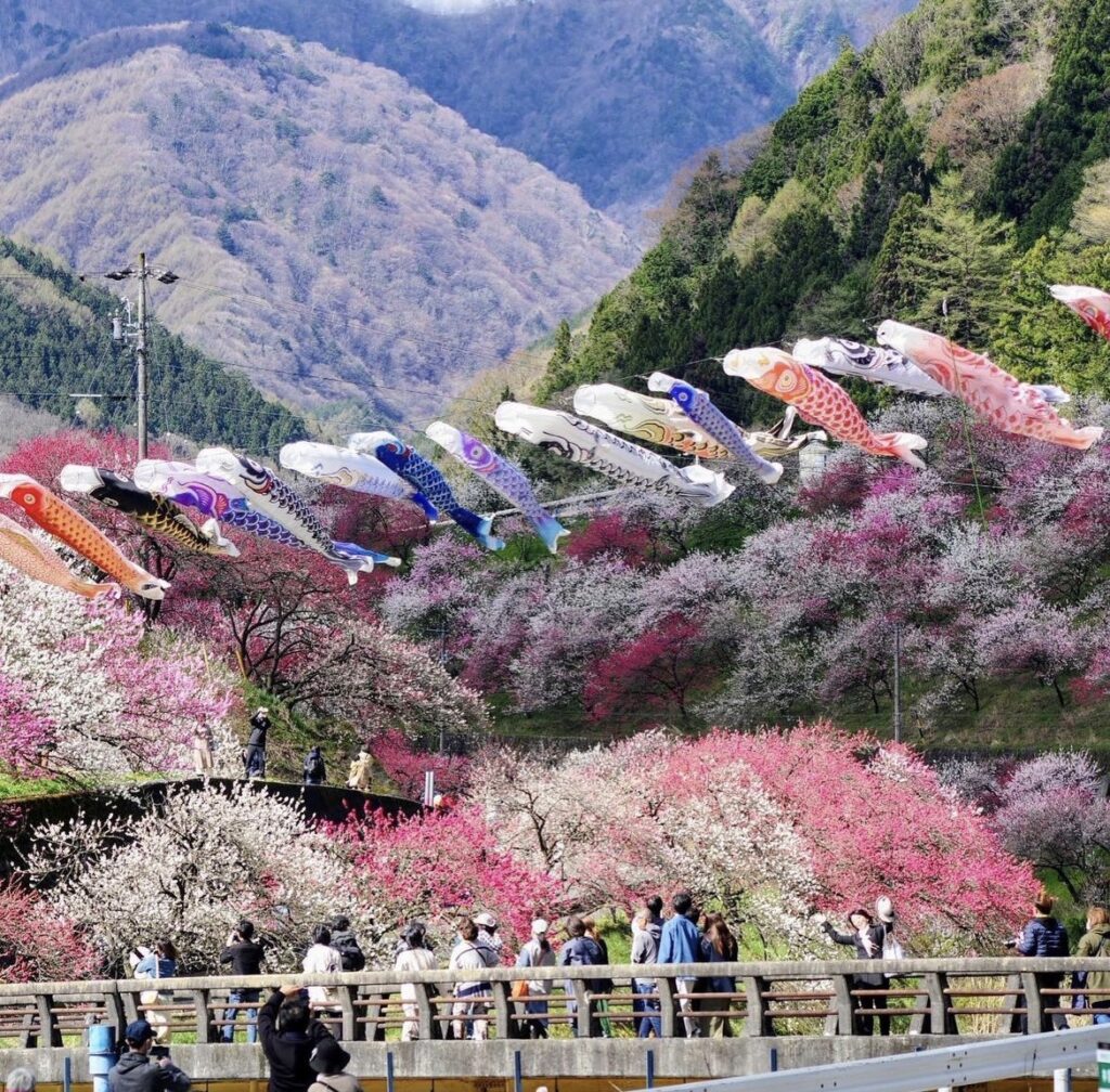 昼神温泉　はなもも街道