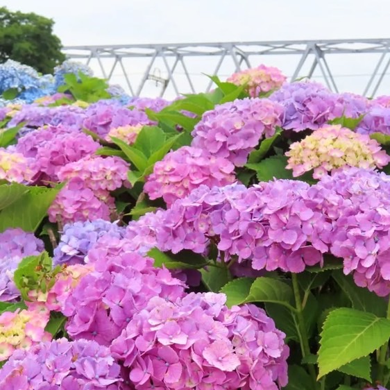 小岩菖蒲園
