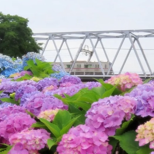 小岩菖蒲園