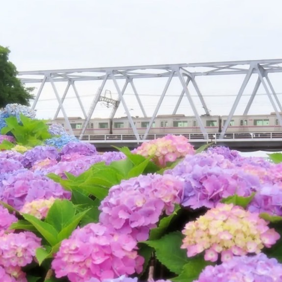 小岩菖蒲園