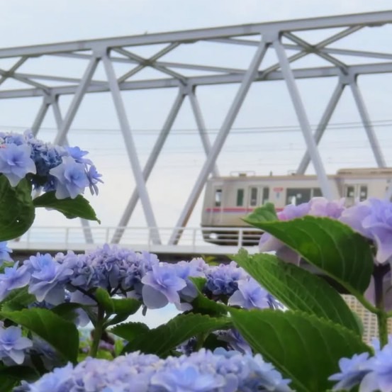 小岩菖蒲園